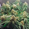 Auto Euforia (Dutch Passion) Cannabis-Samen