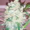 Bulk Smash Auto (Dr. Krippling Seeds) Cannabis-Samen
