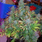 Critical Jack Autoflowering (Dinafem Seeds) Cannabis-Samen
