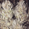Dieseltonic (Resin Seeds) Cannabis-Samen