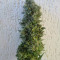 Jack Herer (Vision Seeds) Cannabis-Samen