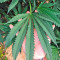 Master Kush (Humboldt Seeds Organization) Cannabis-Samen