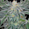 Mazar Kush (World of Seeds) Cannabis-Samen
