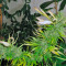 Psicodelicia (Sweet Seeds) Cannabis-Samen