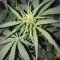 Stardawg Auto (Fast Buds) Cannabis-Samen