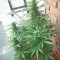White Siberian (Dinafem Seeds) Cannabis-Samen