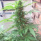 White Siberian (Dinafem Seeds) Cannabis-Samen