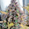 Cream Caramel (Sweet Seeds) Cannabis-Samen