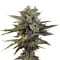 Auto Blueberry (Dutch Passion) Cannabis-Samen