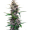 Dark Devil Auto (Sweet Seeds) Cannabis-Samen