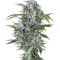 Maxi Haze Auto (Grass-O-Matic) Cannabis-Samen