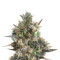 Royal Bluematic Auto (RQS) Cannabis-Samen