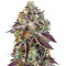 Sweet Nurse Auto CBD (Sweet Seeds) Cannabis-Samen