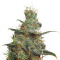 White Castle regular (Nirvana Seeds) Cannabis-Samen