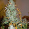Critical Jack Autoflowering (Dinafem Seeds) Cannabis-Samen