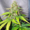 Buddha Deimos Auto (Buddha Seeds) Cannabis-Samen