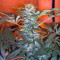 Durga Mata (Paradise Seeds) Cannabis-Samen