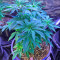 Original Amnesia (Dinafem Seeds) Cannabis-Samen