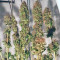 Acid (Paradise Seeds) Cannabis-Samen