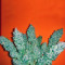 Jack La Mota (Medical Seeds) Cannabis-Samen