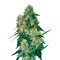 Chingis Khan (VIP seeds) Cannabis-Samen