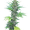Green Poison Auto (Sweet Seeds) Cannabis-Samen