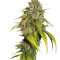 Sweet Tai (Sweet Seeds) Cannabis-Samen