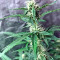 Afghan Kush Ryder Auto strain