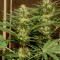 Critical Sensi Star (Delicious Seeds) Cannabis-Samen
