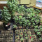 Choco Bud (Vision Seeds) Cannabis-Samen