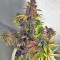 Crystal METH Auto (Fast Buds) Cannabis-Samen