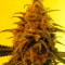 Fruity Chronic Juice (Delicious Seeds) Cannabis-Samen