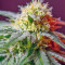 Killer Kush F1 Fast Version (Sweet Seeds) Cannabis-Samen