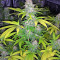 Mohan Ram Auto (Sweet Seeds) Cannabis-Samen