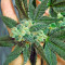 Venus Flytrap (Nirvana Seeds) Cannabis-Samen