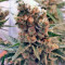Green Poison (Sweet Seeds) Cannabis-Samen