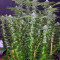 Kaia Kush (GHS) Cannabis-Samen