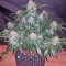 King’s Kush Auto (GHS) Cannabis-Samen