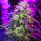 Royal Gorilla (RQS) Cannabis-Samen