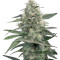 Mandala #1 regular (Mandala Seeds) Cannabis-Samen