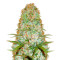 Red Russian XXL (Victory Seeds) Cannabis-Samen