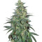 South African Kwazulu strain