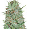 Wembley (Pyramid Seeds) Cannabis-Samen