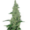 Y Griega (Medical Seeds) Cannabis-Samen