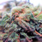 Sweet Nurse Auto CBD (Sweet Seeds) Cannabis-Samen