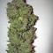 Auto New York City (Pyramid Seeds) Cannabis-Samen