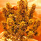 Budzilla (Heavyweight Seeds) Cannabis-Samen