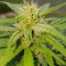 Cheese (Vision Seeds) Cannabis-Samen