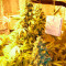 Chronic Haze (World of Seeds) Cannabis-Samen