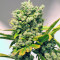 Damn Sour (GHS) Cannabis-Samen